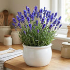 4 Lavender Plants Live Starter Plants 4-6" in Tall, Hardy Perennial Lavender for Garden and Landscape with Fragrant Purple Blooms, No Pot (Creek)