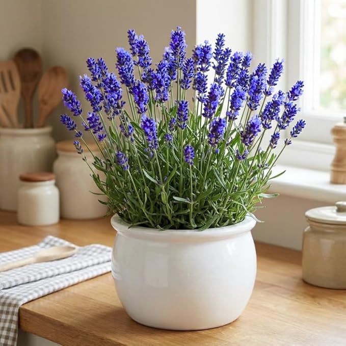 4 Lavender Plants Live Starter Plants 4-6" in Tall, Hardy Perennial Lavender for Garden and Landscape with Fragrant Purple Blooms, No Pot (Creek)
