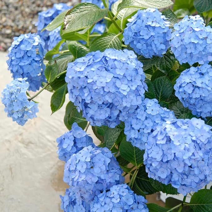 2 Blue Hydrangea Live Plants for Planting | 12-24" Rooted Cuttings | Cold-Hardy Macrophylla Flowering Shrub | Dormant Plant