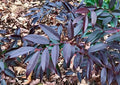 ReJoyce Coast Leucothoe – Evergreen Shrub for Shade Gardens, Borders & Containers – Fragrant, Deer-Resistant, Pet Safe – Low Maintenance, Attractive Foliage & Blooms 1 Gallon