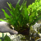 Live Plants on Driftwood | Aquatic Plants for Aquariums and Vivariums (Java Fern on Large 6" Driftwood)