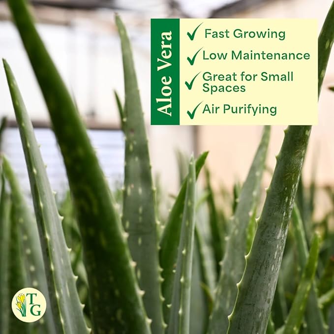 Thorsen's Greenhouse Aloe Vera, Live Indoor Plant, Aloe barbadensis, Easy to Grow, Succulent, Natural Air Purifier, 4" Diameter Pot (Coffee)