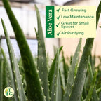 Thorsen's Greenhouse Aloe Vera, Live Indoor Plant, Aloe barbadensis, Easy to Grow, Succulent, Natural Air Purifier, 4" Diameter Pot (Gold)
