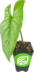 Corazon Elephant Ear (Aquino) - Alocasia heterophylla - Live Plant