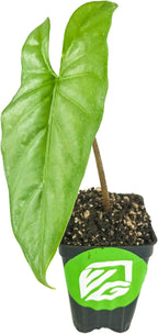 Corazon Elephant Ear (Aquino) - Alocasia heterophylla - Live Plant