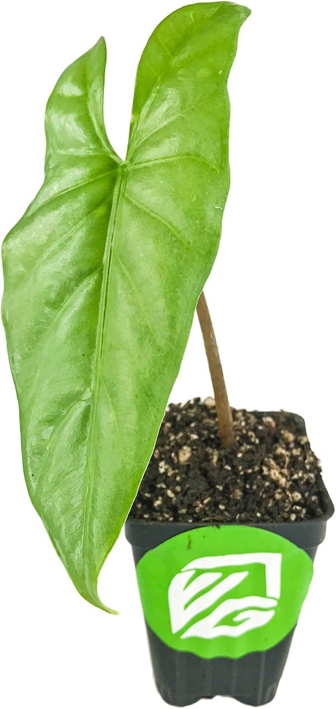 Corazon Elephant Ear (Aquino) - Alocasia heterophylla - Live Plant