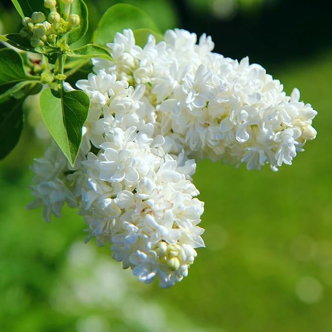 CarpetC 300+ Lilac Seeds for Planting, Hardy Perennial Shrub Non-GMO Fragrant Spring Blooms Syringa vulgaris for Home Outdoor Borders, Hedges & Pollinator Gardens