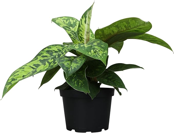 Variegated Camouflage Homalomena Plant (Approx. 14" Tall) in 6" Pot, Air Purifying Houseplant, Easy Care for Beginners, Rare Houseplants for Home or Office by Plants for Pets