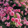 Deep Pink Climbing Roses Live Plants 7 Months Old, Rose Bushes Ready to Plant 5-9" Tall, Very Fragrant, Can Grow As Climber or Bush Tree or Trellises, Walls, Fences