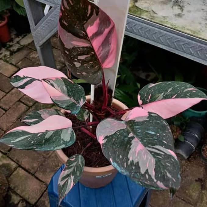 Rare Variegated Pink Philodendron Plant Live Indoor, 5-9" No Pot, Tropical House Plant for Indoor, 5-9" No Pot Home Décor Houseplants