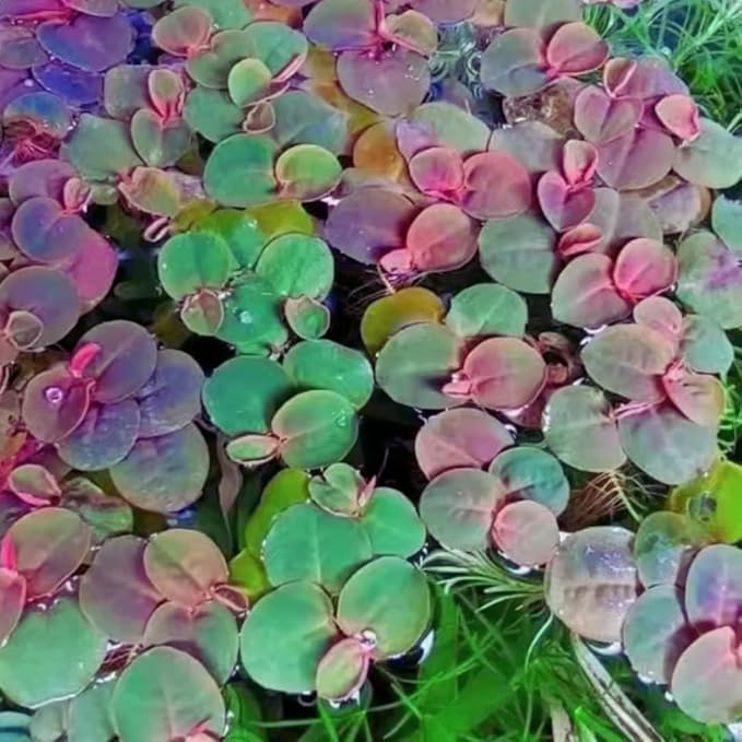30 Red Root Floater Plants Live, Red Root Floater Live Plant, Vibrant Aquarium Plants for Indoor and Outdoor Gardens