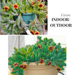 Lifesaver Zebrina Starfish Cactus Cactus Plant, Trailing Cactus Succulent Well Rooted in 2" Pot Ornamental Houseplant for Hanging Basket
