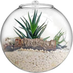 yarlung Set of 6 Wall Hanging Planter Terrarium, Clear Glass Plant Vase Wall Mount for Propagating Hydroponics Plant, Indoor Air Plants, Stylish 6 Shapes (Plants Not Included)