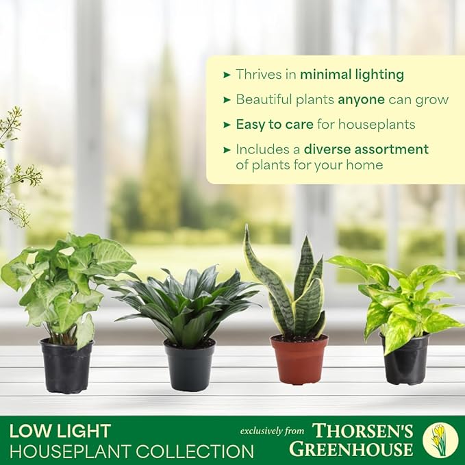 Thorsen's Greenhouse Live Low Light Houseplants (4 Pack), Easy to Grow Indoor Plants, Grower's Choice Bundle, 4-inch Diameter Established Plants, Nursery Pot (4-Pack)