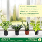 Thorsen's Greenhouse Live Low Light Houseplants (4 Pack), Easy to Grow Indoor Plants, Grower's Choice Bundle, 4-inch Diameter Established Plants, Nursery Pot (4-Pack)