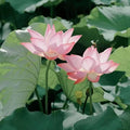50 Mixed Bowl Lotus Seeds, Bonsai Lotus Seeds for Planting (Nelumbo), Aquatic Flowering Plant for Ponds, Water Gardens & Indoor Containers