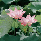 50 Mixed Bowl Lotus Seeds, Bonsai Lotus Seeds for Planting (Nelumbo), Aquatic Flowering Plant for Ponds, Water Gardens & Indoor Containers