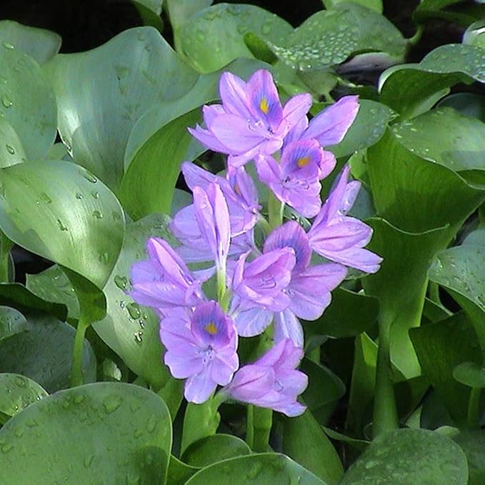 Three (3) Water Hyacinth (Eichhornia crassipes) | Live Floating Pond Plants for Water Gardens (3 Count)