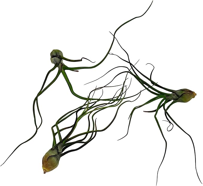 ragnaroc Air Plants - Flowering Tillandsia Bulbosa Guatemala, Large 3-5" - 3ct - Live Arrival Guaranteed - House Plants for Home Decor & Gift