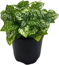 BubbleBlooms White Hypoestes Phyllostachya in a 4 inch Pot Polka Dot Flamingo Plant