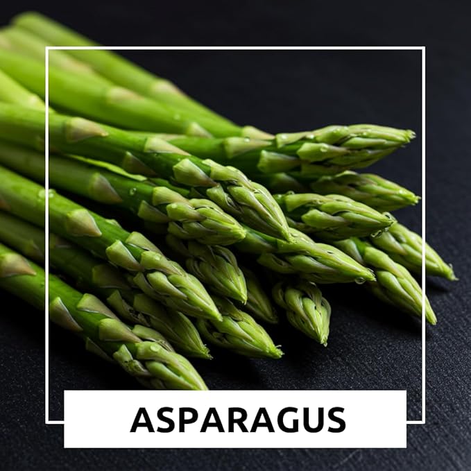 Millennium Live Asparagus Bare Root Plants – 2-Year Crowns – Productive Perennial Vegetable for Home Gardens – 10 Healthy Crowns (Cannot Ship to California)