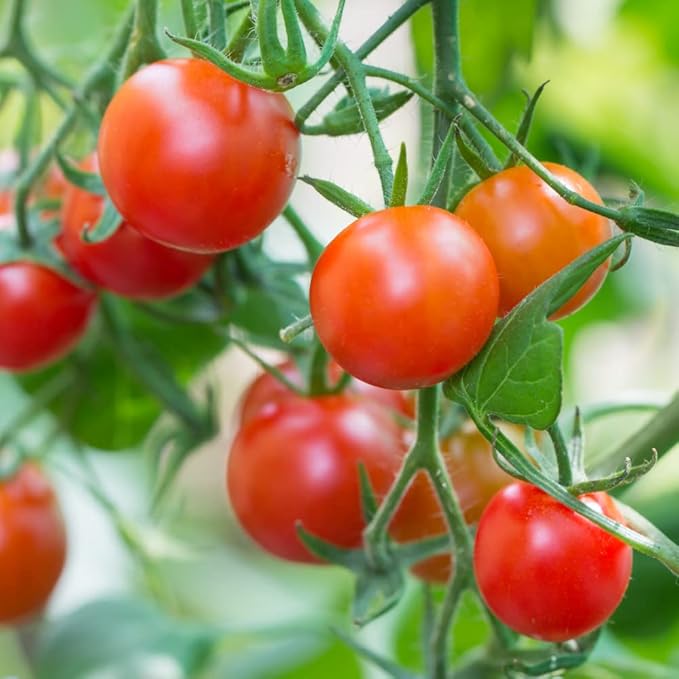 Cherry Tomato Plant, 4 Inches Pot Live Tomato Starter Plant
