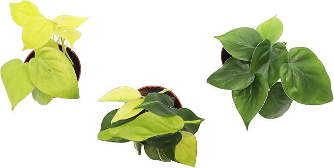 Three Heart-Shaped Philodendrons - 4'' from California Tropicals