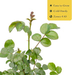 4 Pink Carpet Rose in 3.5” Nursery Cubes (Rosa ‘Flower Cover Pink’) | Low-Growing Groundcover Rose Shrub for Borders, Containers, and Mass Plantings | Ready-to-Plant Live Starter Plants