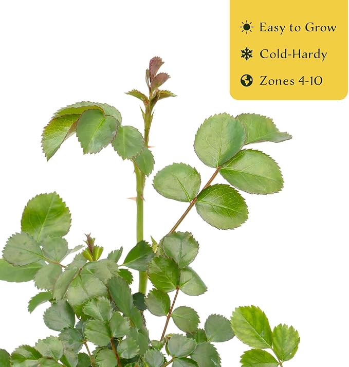 2 Pink Carpet Rose in 3.5” Nursery Cubes (Rosa ‘Flower Cover Pink’) | Low-Growing Groundcover Rose Shrub for Borders, Containers, and Mass Plantings | Ready-to-Plant Live Starter Plants