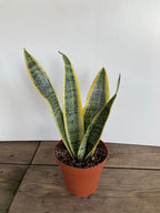 RedCrocus Variegated Snake Plant Sansevieria trifasciata Laurentii Indoor Plant- Easy Care, Low Maintenance, Air Purifying, Pet-Friendly (Toxic if Ingested) 6" Pot