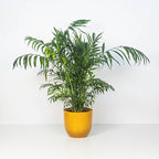 Seeds Parlor Palm Neanthe Bella (Palm Chamaedorea) Rare Perennial Tree