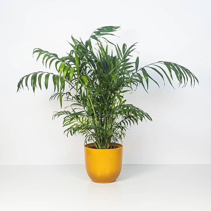 Seeds Parlor Palm Neanthe Bella (Palm Chamaedorea) Rare Perennial Tree