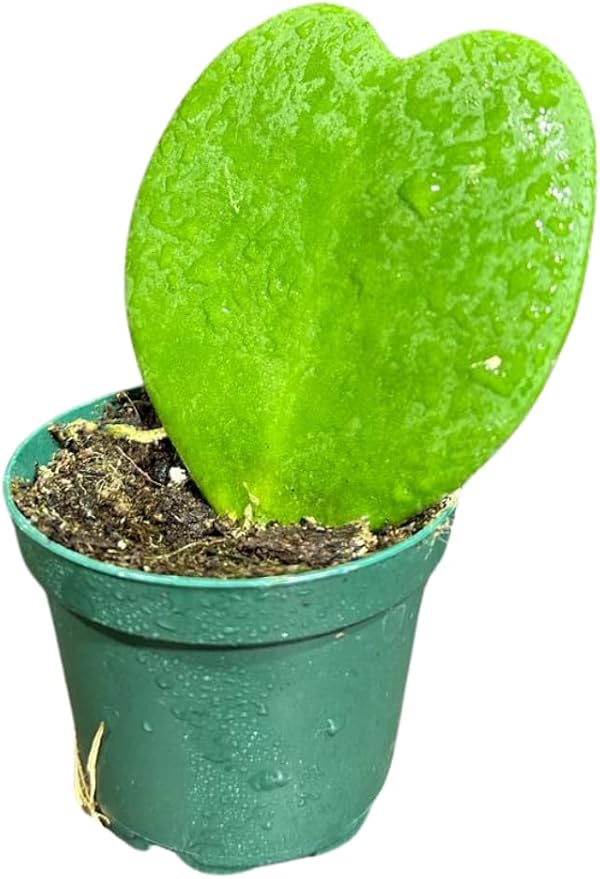 Hoya Kerrii Heart Succulent Plant in a 1.5 inch Pot, Live Indoor Low Light Air Purifying, Easy-Care House Plant