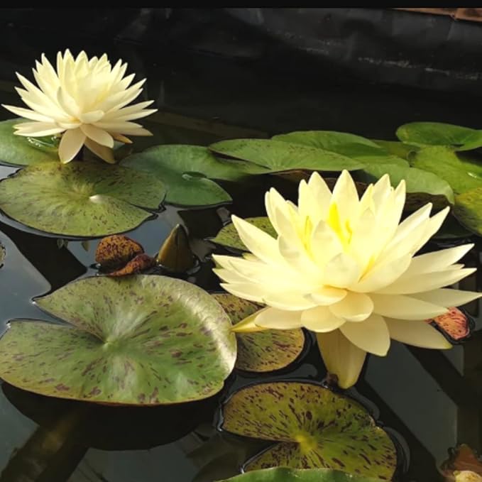 Mainam Yellow Nymphaea Inner Light Live Aquarium Plant Hardy Water Lilies Tuber for Freshwater Fish Pond Balcony