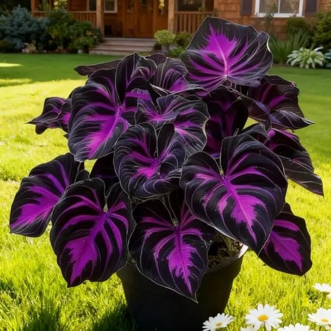 308 Hosta Seeds for Planting – Rare Perennial Shade Plants, Lush Heart-Shaped Foliage, Long-Lasting Ornamental for Borders, Pathways & Outdoor Garden Landscapes