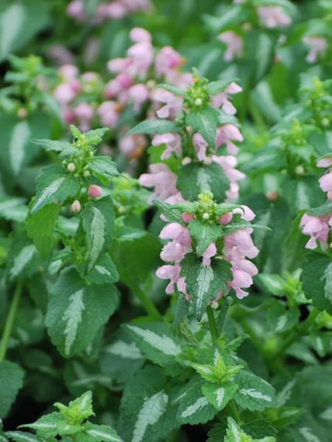 Perennial Farm Marketplace Lamium maculatum ‘Shell Pink’ (Dead Nettle) Live Perennial, Size-#1 Container, Soft Pink Spring Flowers with Variegated Foliage