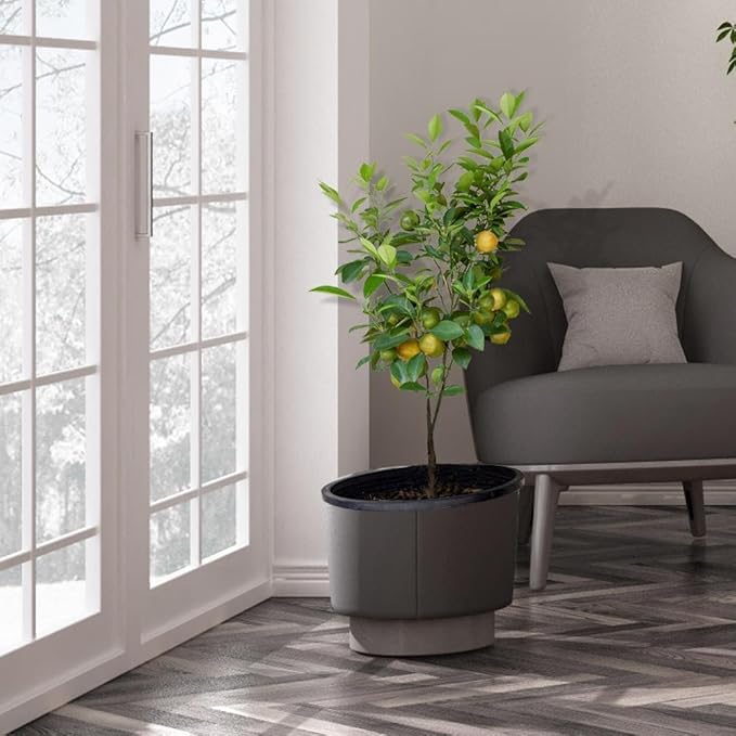 Brighter Blooms - Meyer Lemon Tree, 2-3 ft. - No Shipping to AK, AL, AZ, CA, FL, GA, HI, LA, MS, OR, TX