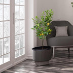 Brighter Blooms - Meyer Lemon Tree, 2-3 ft. - No Shipping to AK, AL, AZ, CA, FL, GA, HI, LA, MS, OR, TX