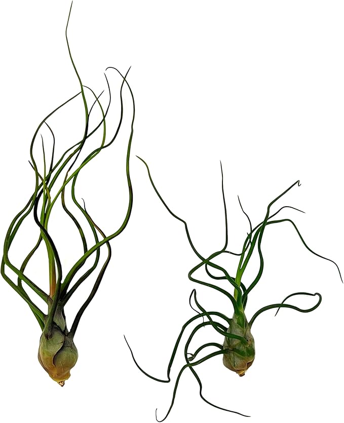 ragnaroc Air Plants - Flowering Tillandsia Bulbosa Guatemala, Large 3-5" - 2ct - Live Arrival Guaranteed - House Plants for Home Decor & Gift
