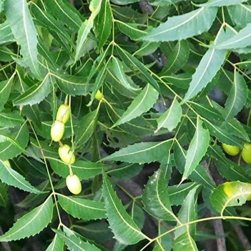 Neem Tree (Azadirachta Indica) - Packet of 3 Seeds