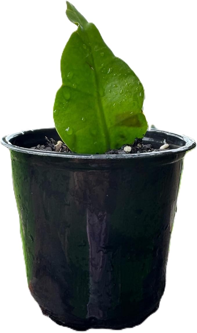 Organic Queen of The Night Live Plant Epiphyllum Oxypetalum Cutting with Roots 4"-8" in Length, Night Blooming Cereus, Princess of The Night in 4" Pot