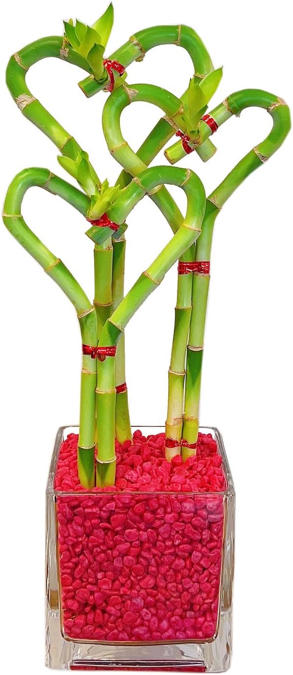 Athena's Garden 3 Heart Lucky Bamboo Stalks Indoor Bamboo Live Plants with Glass vase in Red Rocks (BA-HS081012SQ4PRRED)