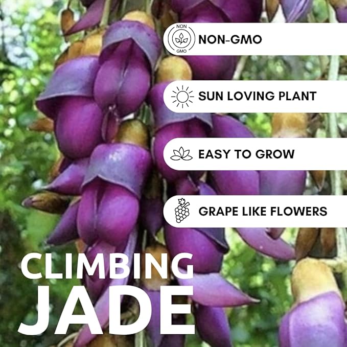 Climbing Jade Vine Seeds to Plant - 2 Big Healthy Seeds - Mucuna Sempervirens Seeds to Grow - Rare