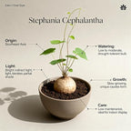 Stephania Erecta Bulb Style Plant in 3.5 – 4" Inch Pot | Stephania Cephalantha Live Caudex | Easy Indoor Growing | Decorative Addition to Home & Office | Ideal for Unique Plant Gifts