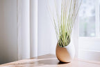 12 Pack of Large Juncea Air Plants 8 to 10 Inches - Live Succulent House Plants - Available in Wholesale and Bulk - Home and Garden Decor - Easy Care Indoor & Outdoor Air Plant