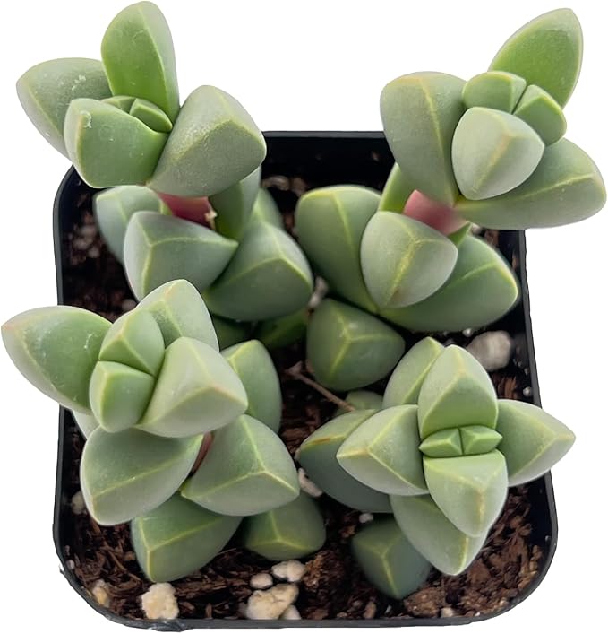 Sprout N Green Ice Plant, Live Corpuscularia lehmannii Succulent Fully Rooted in 2" Starter Pot, House Plant for Indoor Outdoor Home Office Wedding Decoration Party Favor, Pets Friendly, Easy to Care