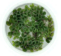 Asian Watermoss, Salvinia cucullata, Live Aquarium/Aquatic/Freshwater/Floating/Pond Plant, Planted Tank, Aquascaping by Aquarium Plant Center (24 Plants)