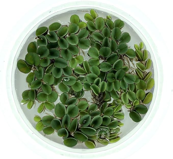 Asian Watermoss, Salvinia cucullata, Live Aquarium/Aquatic/Freshwater/Floating/Pond Plant, Planted Tank, Aquascaping by Aquarium Plant Center (6 Plants)