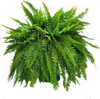 Live Boston Fern Hanging Basket – 12" Basket with 34” Wide Lush Green Fronds – Air-Purifying Houseplant – Pet Friendly & Easy Care for Home, Porch, Patio, or Office Décor