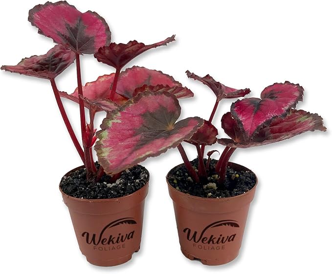 Red Kiss Begonia - 2 Live Starters in 2 Inch Pots - Begonia Rex 'Red Kiss' - Extremely Rare and Beautiful Vining Indoor Houseplant - Air Purifying
